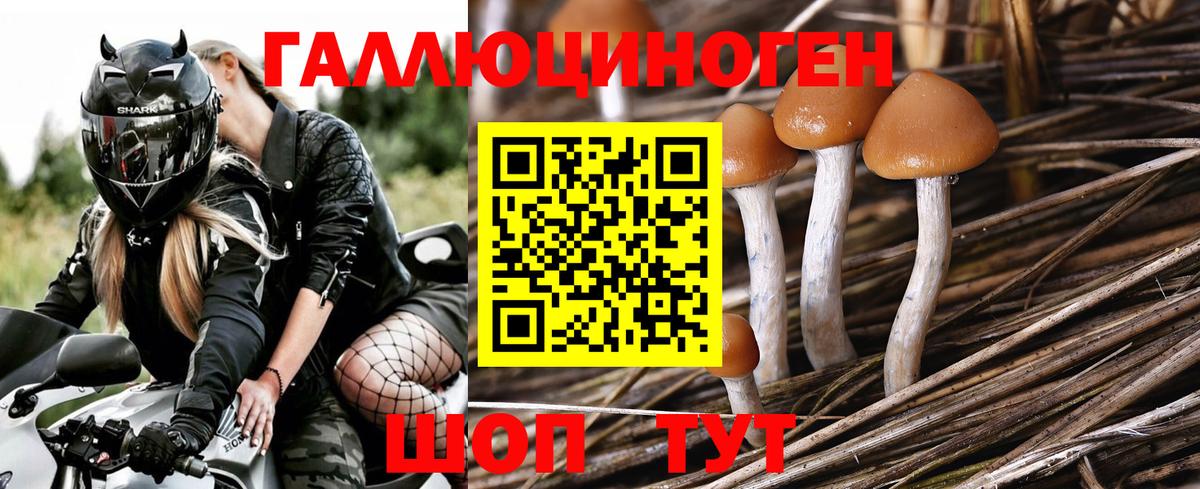 Псилоцибиновые грибы GOLDEN TEACHER Истра